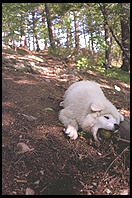 Alex in the woods.  Melrose, Massachusetts.