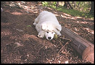 Alex in the woods.  Melrose, Massachusetts.