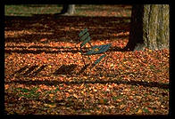Bench on the green in Woodstock, Vermont