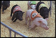 Pig racing at the New Jersey State Fair 1995. Flemington, New Jersey.