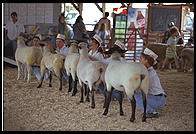 Sheep at the New Jersey State Fair 1995.  Flemington, New Jersey.