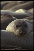 Elephant Seal Colony. Just north of the Hearst Castle. San Simeon, California.