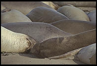 Elephant Seal Colony. Just north of the Hearst Castle. San Simeon, California.