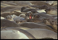 Elephant Seal Colony.  Just north of the Hearst Castle.  San Simeon, California.