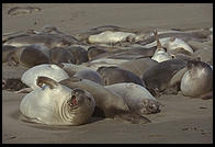 Elephant Seal Colony. Just north of the Hearst Castle. San Simeon, California.