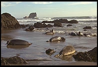 Elephant Seal Colony.  Just north of the Hearst Castle.  San Simeon, California.