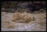 Reenactment of Powell's trip.  Lava Falls.  Grand Canyon National Park.  August 1999.