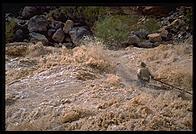 Reenactment of Powell's trip. Lava Falls. Grand Canyon National Park. August 1999.