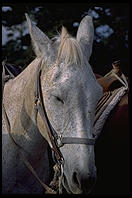 Mule at South Rim of Grand Canyon National Park