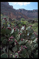 Indian Gardens.  Bright Angel Trail.  Grand Canyon National Park.