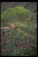 Phantom Ranch.  Grand Canyon National Park.