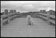 Alex on the Dike Bridge, Chappaquiddick, Martha's Vineyard, Massachusetts. Yes this is a rebuilt version of the bridge off which Ted Kennedy went in 1969