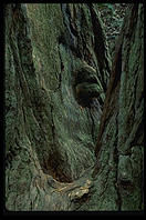 Muir Woods. California.