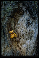 Redwood.  King's Canyon National Park, California.