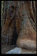 Redwood.  King's Canyon National Park, California.