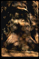 Redwood.  King's Canyon National Park, California.