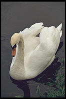 Swans on the River Boyne.  North of Dublin, Ireland.