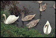 Swans on the River Boyne.  North of Dublin, Ireland.