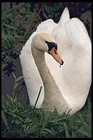 Swans on the River Boyne.  North of Dublin, Ireland.