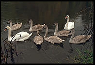 Swans on the River Boyne.  North of Dublin, Ireland.