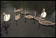 Swans on the River Boyne.  North of Dublin, Ireland.