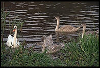 Swans on the River Boyne.  North of Dublin, Ireland.