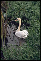 Swans on the River Boyne.  North of Dublin, Ireland.