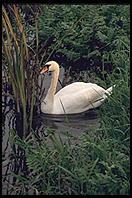 Swans on the River Boyne.  North of Dublin, Ireland.