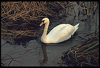 Swans on the River Boyne.  North of Dublin, Ireland.