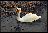Swans on the River Boyne.  North of Dublin, Ireland.