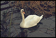 Swans on the River Boyne.  North of Dublin, Ireland.