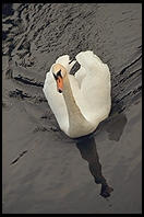 Swans on the River Boyne.  North of Dublin, Ireland.