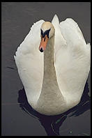 Swans on the River Boyne.  North of Dublin, Ireland.