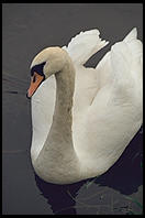 Swans on the River Boyne.  North of Dublin, Ireland.