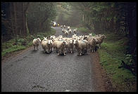 Sheep in the Wicklow Mountains south of Dublin, Ireland.