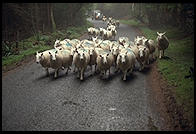 Sheep in the Wicklow Mountains south of Dublin, Ireland.
