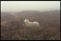 Sheep along the Military Road (R115) in the Wicklow Mountains, south of Dublin, Ireland.