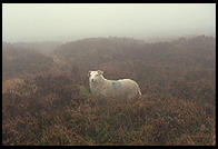 Sheep along the Military Road (R115) in the Wicklow Mountains, south of Dublin, Ireland.