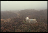 Sheep along the Military Road (R115) in the Wicklow Mountains, south of Dublin, Ireland.