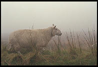 Sheep along the Military Road (R115) in the Wicklow Mountains, south of Dublin, Ireland.