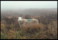 Sheep along the Military Road (R115) in the Wicklow Mountains, south of Dublin, Ireland.