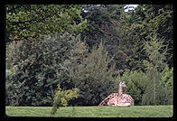 Baby giraffe.  Seattle, Washington