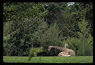 Baby giraffe.  Seattle, Washington