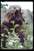 Zoo bears.  Seattle, Washington
