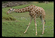 Giraffe. Seattle, Washington