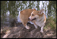 Rufus the Corgi.  Seattle, Washington.