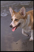 Rufus the Corgi.  Seattle, Washington.