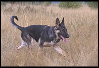 German Shepherd.  Seattle, Washington.