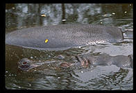 Hippo.  Seattle, Washington