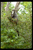 Some kind of ape.  Seattle, Washington